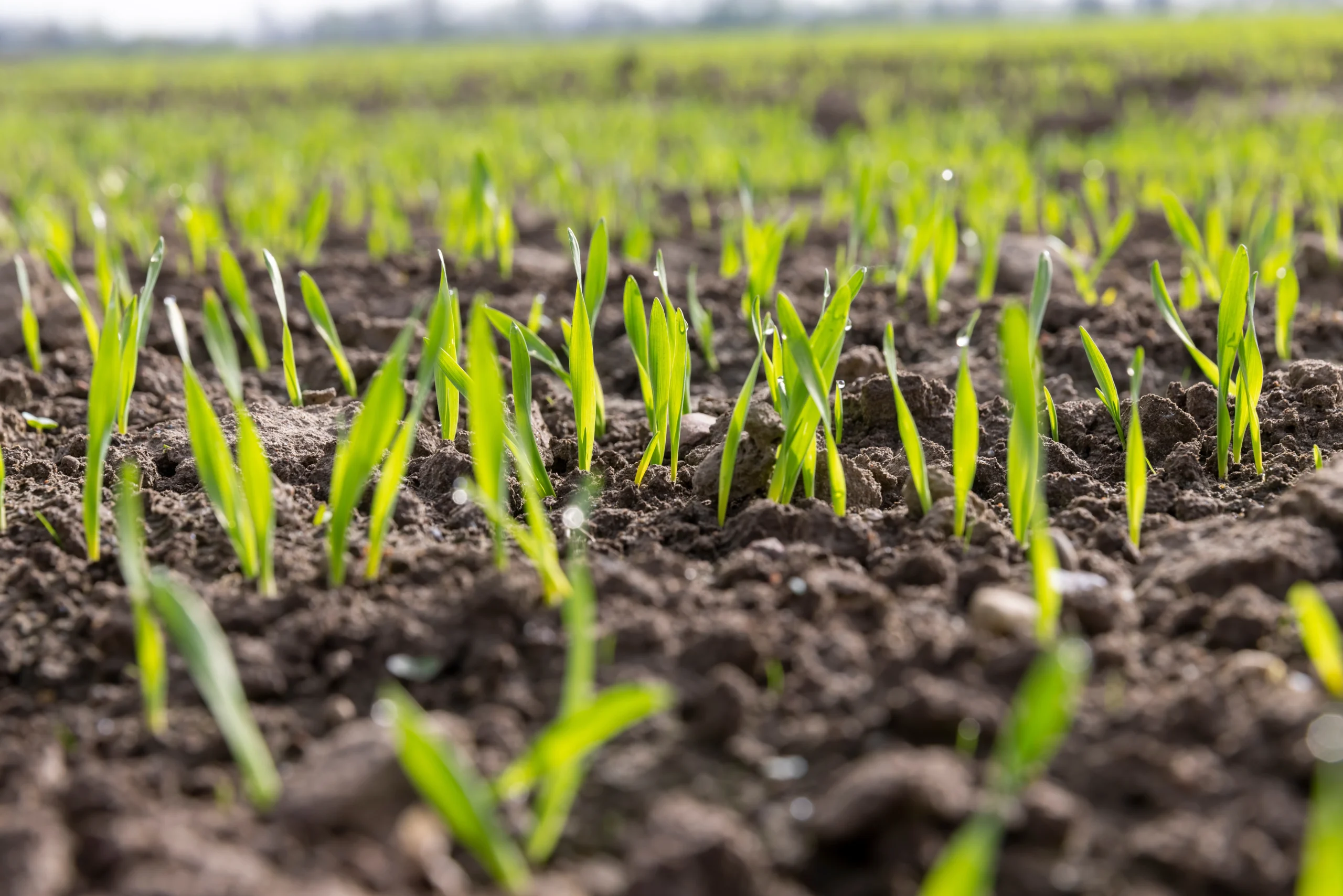 proven sustainability